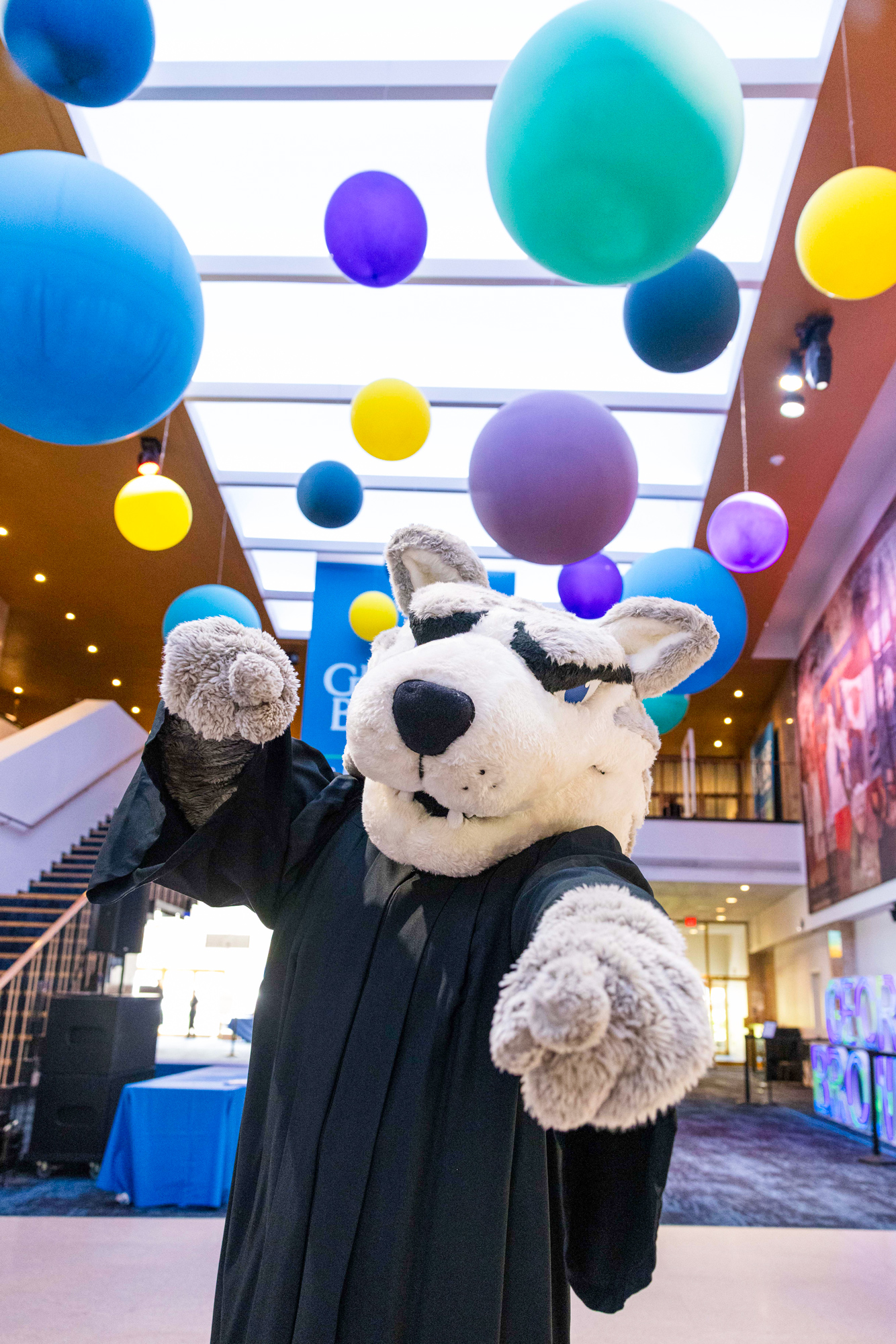 Helder the Husky wears a convocation gown at Meridian Hall with festive balloons and colours in the background.