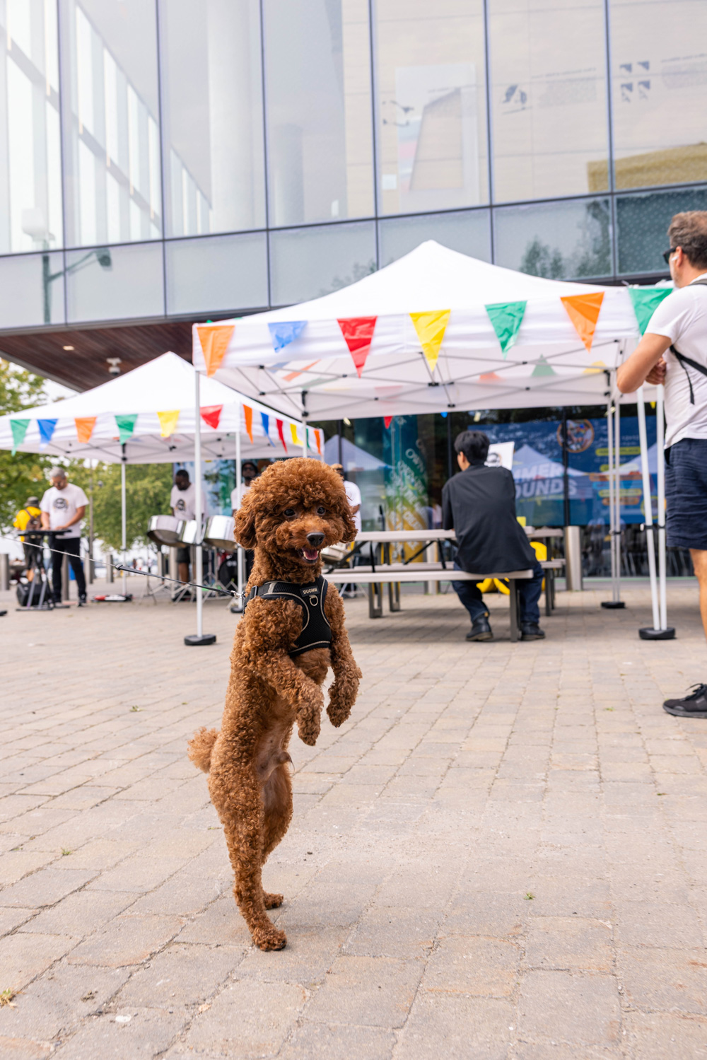 A small brown down stands on two legs at Summer Sounds while Souls of Steel Orchestra plays.