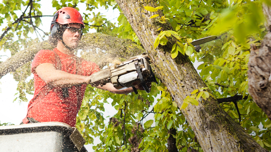 An image of a main trimming a tree with a chainsaw