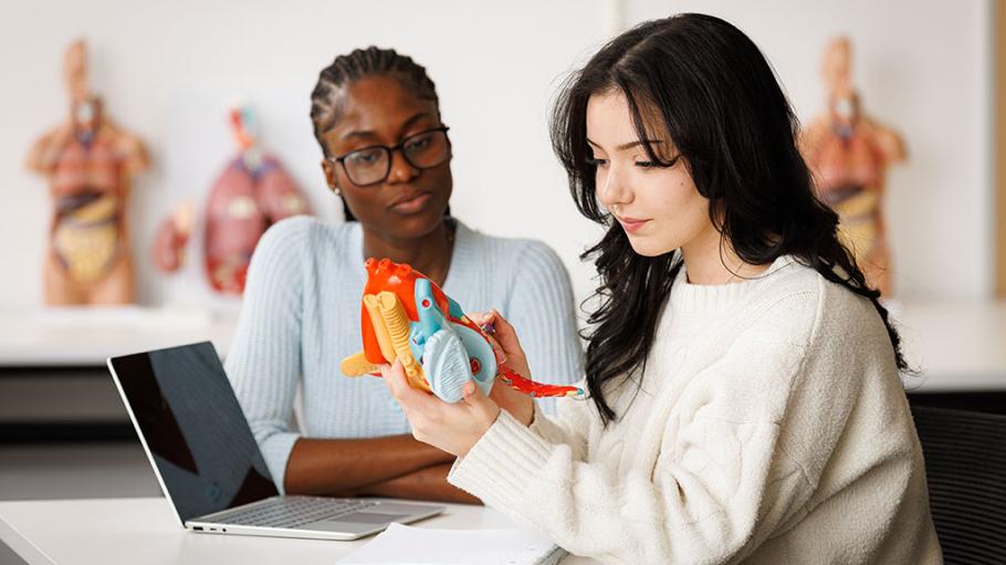 Two students studying a multi-coloured model of a human heart.