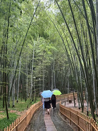 Tiger Hill Bamboo Forest (China Affiliate Lab School)