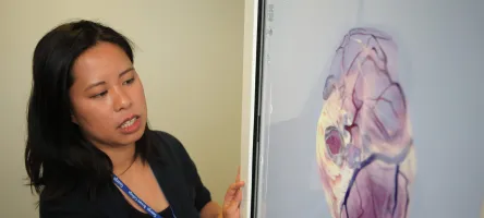 Student using an interactive anatomy table.