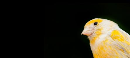 A yellow bird on a black background
